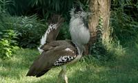 Kori Bustard