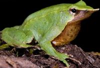 Darwin's Frog
