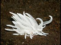 A type of Nudibranch Sea Slug