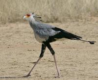 The Secretarybird