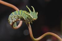The Dragon-Headed Caterpillar