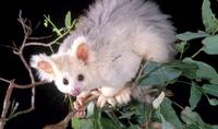 The White Greater Glider