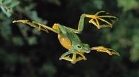 Wallace's Flying Frog