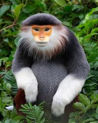 The Red-Shanked Douc