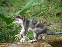Water Opossum