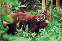 Saola