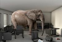 An image of an elephant standing in a room.