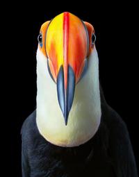 A toucan head-on