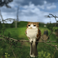 Cat Bird on a Branch meme