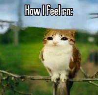 How I feel rn:
