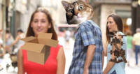 Cats and boxes | /r/memes