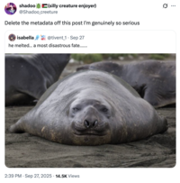 X user @Shadoo_creeture quoted a photo of a seal with the "Delete the metadata" copypasta.