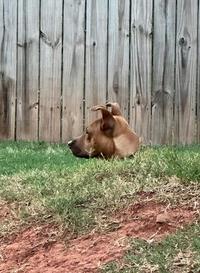 He sprouted