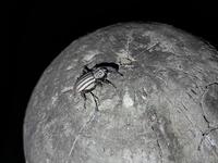 A weevil on the moon