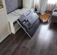 Cats...