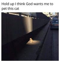 Hold up I think God wants me to pet this cat GRASOW