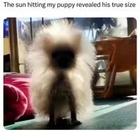The sun hitting my puppy revealed his true size