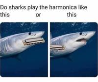 Do sharks play the harmonica like this or this