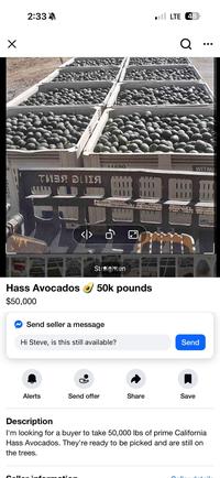☑ 2:33 ТИЭЯ ДНІЯ 11600 <> Il LTE 48 Q WITMA WARNING Toyold po load capacities of ver and quipment d Per. When lifting, loc to palletwork der, doot exc el art possible Straighten Hass Avocados 50k pounds $50,000 ✔ Send seller a message Hi Steve, is this still available? Send Alerts Send offer Share Save Description I'm looking for a buyer to take 50,000 lbs of prime California Hass Avocados. They're ready to be picked and are still on the trees.