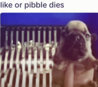 like or pibble dies