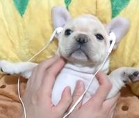 Pibble listening to music with earbuds