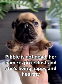 PIbble is alive.