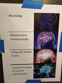 No energy Mitochondria making energy Using that energy to live Using that energy to vote for mitochondria