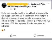 people h Northwest Pets have a 4 Rehoming - Washington State 11 hrs. Hello everyone I'm looking for a black or brown shih tzu puppy I can pick up in December. I will not put a deposit on one as it away people are scamming others looking for a puppy. I will not pay 400, 600, 700 not even 1000. For a puppy. Thanks everyone in advance 1 Like Comment