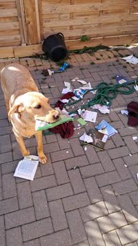 The dog really did eat the homework