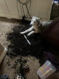 A dirt disaster
