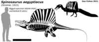 Spinosaurus aegyptiacus (Stromer, 1915) Biggest specimen (MSNM V4047 and NHMUK R 16421) Dan Folkes 2021