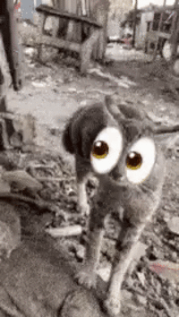 A "GIF":https://knowyourmeme.com/memes/cultures/gif used as a "reaction image":https://knowyourmeme.com/memes/reaction-images of a cat with the Eyes "emoji":https://knowyourmeme.com/memes/emoji (👀) on its face.
