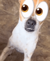 A "GIF":https://knowyourmeme.com/memes/cultures/gif used as a "reaction image":https://knowyourmeme.com/memes/reaction-images of a "dog":https://knowyourmeme.com/memes/subcultures/dogs with the Eyes "emoji":https://knowyourmeme.com/memes/emoji (👀) on its face.