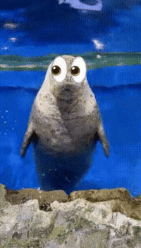 A "GIF":https://knowyourmeme.com/memes/cultures/gif of a seal with the 👀 "emoji":https://knowyourmeme.com/memes/emoji.