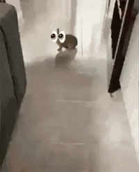 A "GIF":https://knowyourmeme.com/memes/cultures/gif of a bunny running with the 👀 "emoji":https://knowyourmeme.com/memes/emoji.