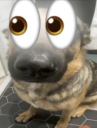 Whining German Shepherd Eyes Emoji "Noticing 👀" Meme