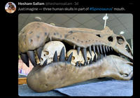 Hesham Sallam @heshamsallam .3d Just imagine — three human skulls in part of #Spinosaurus' mouth.