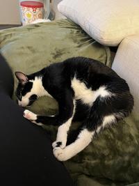Curvy paw