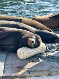 A sea lion using a bumper as a pillow
