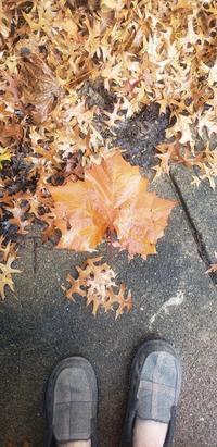 A big leaf among smaller ones