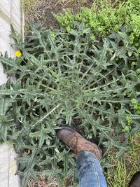 This thistle bush
