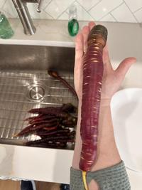 Homegrown carrot