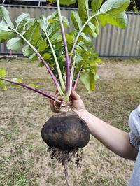 This radish