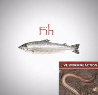 A "Fih" meme, showing a "Live Worm Reaction" based on the "Live Tucker Reaction":https://knowyourmeme.com/memes/live-tucker-reaction meme.