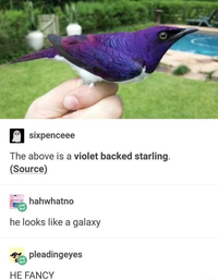 sixpenceee The above is a violet backed starling. (Source) drink up hahwhatno he looks like a galaxy pleadingeyes HE FANCY