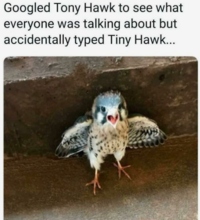 Googled Tony Hawk to see what everyone was talking about but accidentally typed Tiny Hawk...