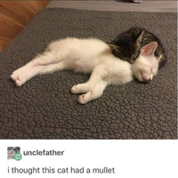 unclefather i thought this cat had a mullet