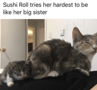 Sushi Roll tries her hardest to be like her big sister