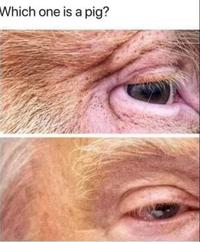 Which one is a pig?