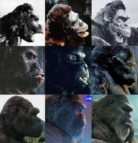 Evolution of kong